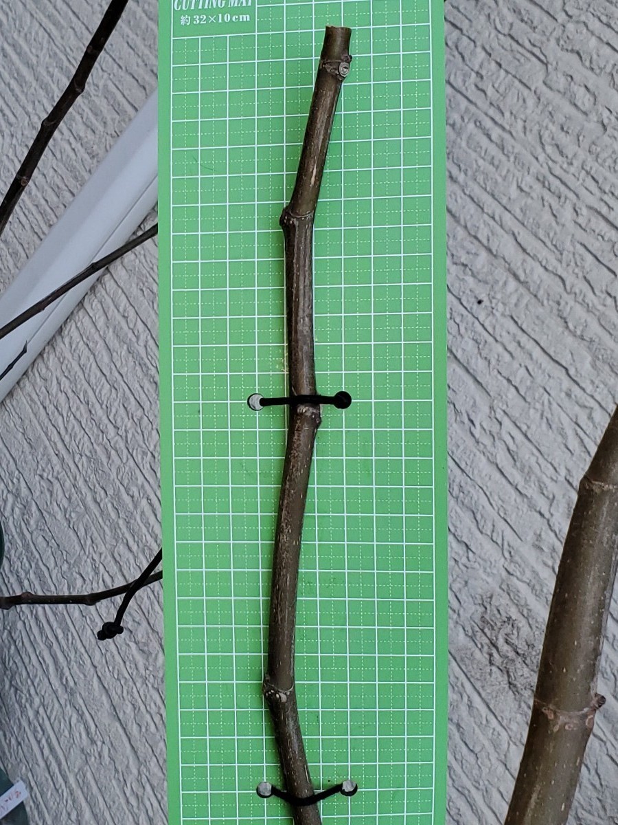 ☆　Adriatic JH イチジク 挿し穂 穂木_1