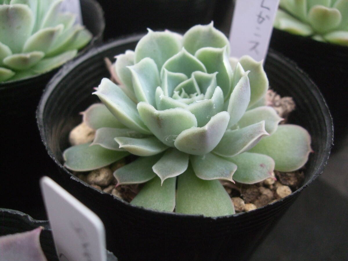 28 ハオルチア 多肉植物 オーロラ錦 自家繁殖