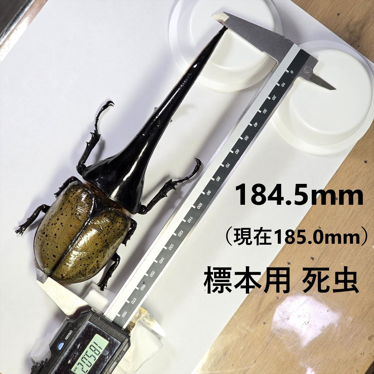 ヘラクレスオオカブトムシ ヘラクレスヘラクレス クアドループ産 オス