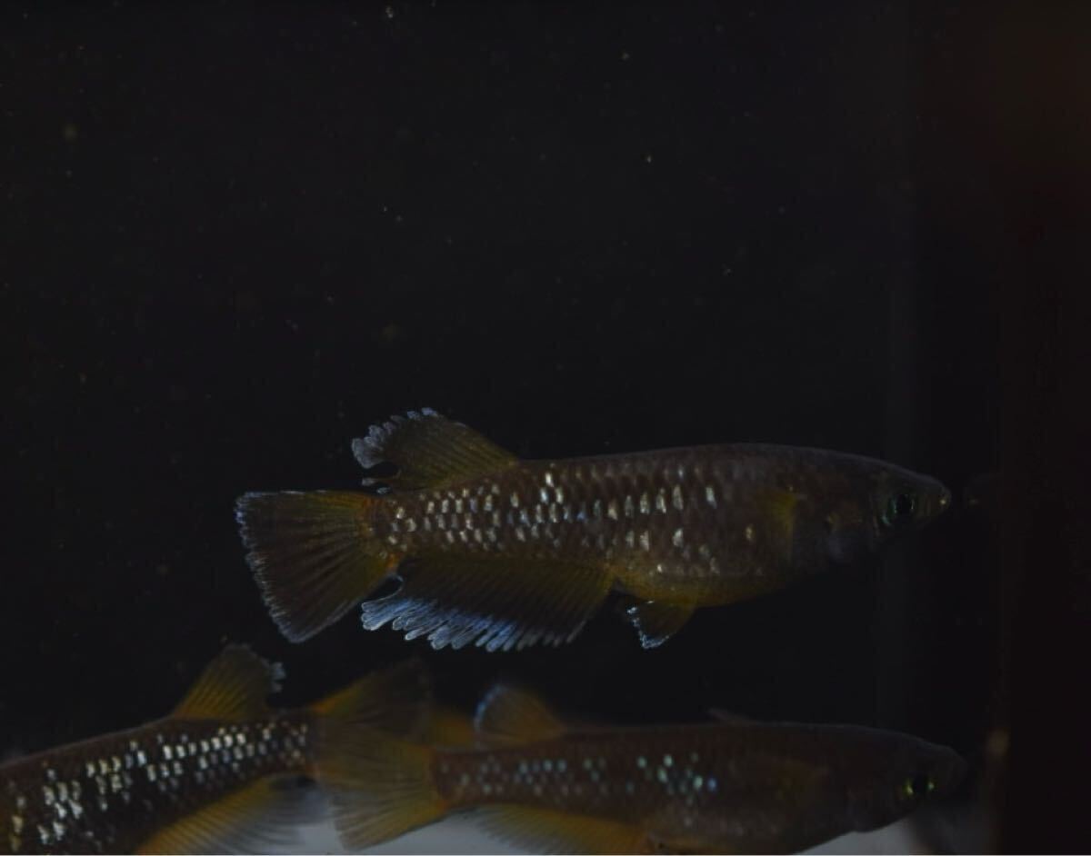 【Verandaめだか】ギャツビーブルーノ　現物2ペア_1