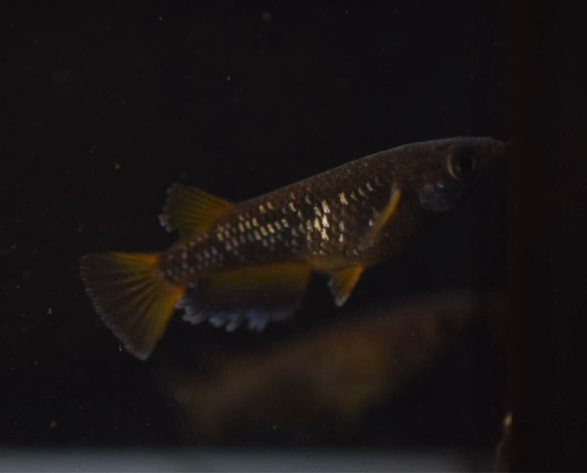 【Verandaめだか】ギャツビーブルーノ　現物2ペア_2