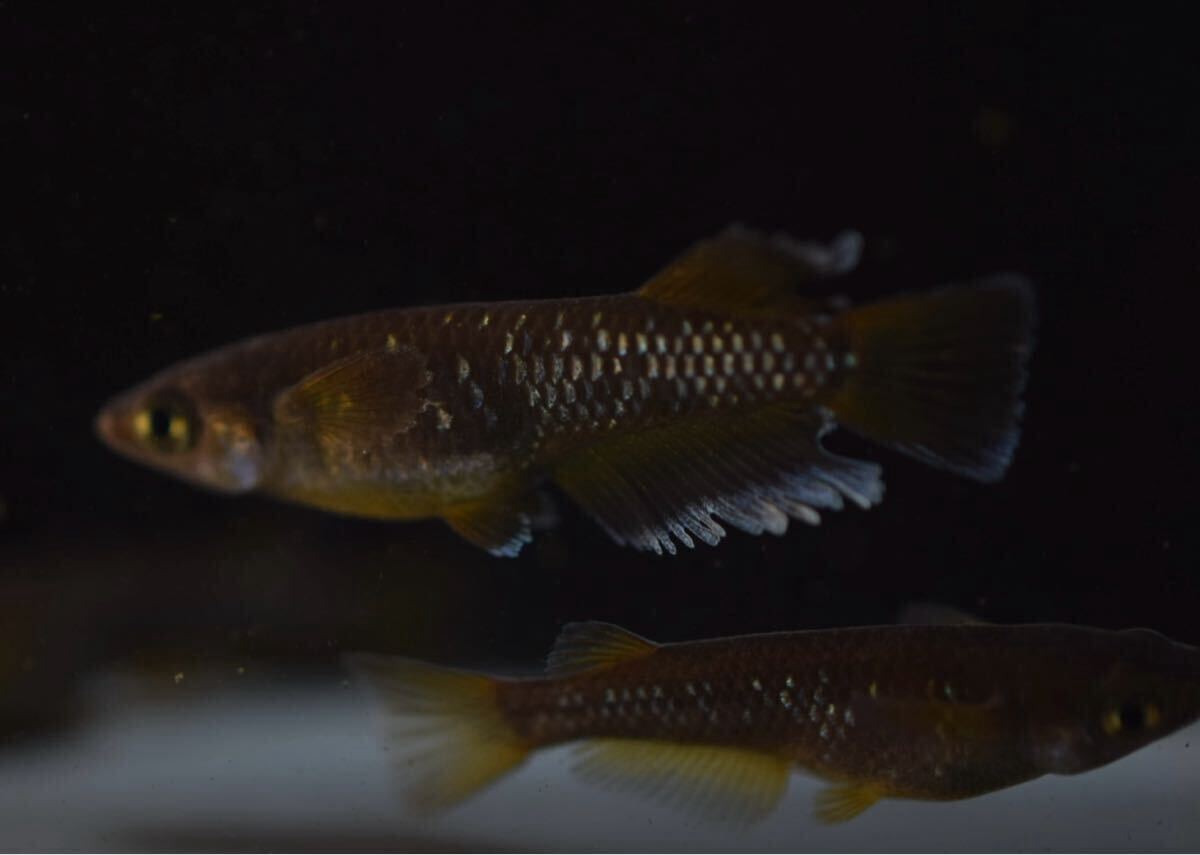 【Verandaめだか】ギャツビーブルーノ　現物2ペア_3