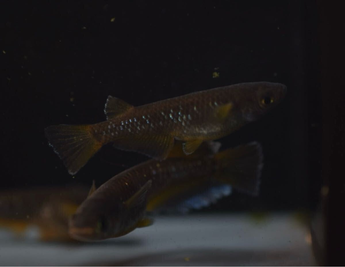 【Verandaめだか】ギャツビーブルーノ　現物2ペア_4