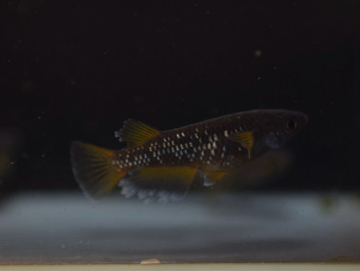 【Verandaめだか】ギャツビーブルーノ　現物2ペア_5