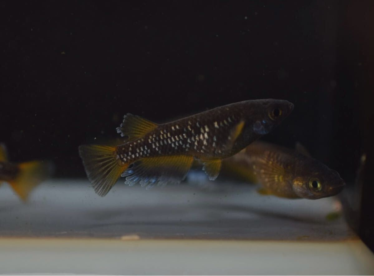 【Verandaめだか】ギャツビーブルーノ　現物2ペア_6