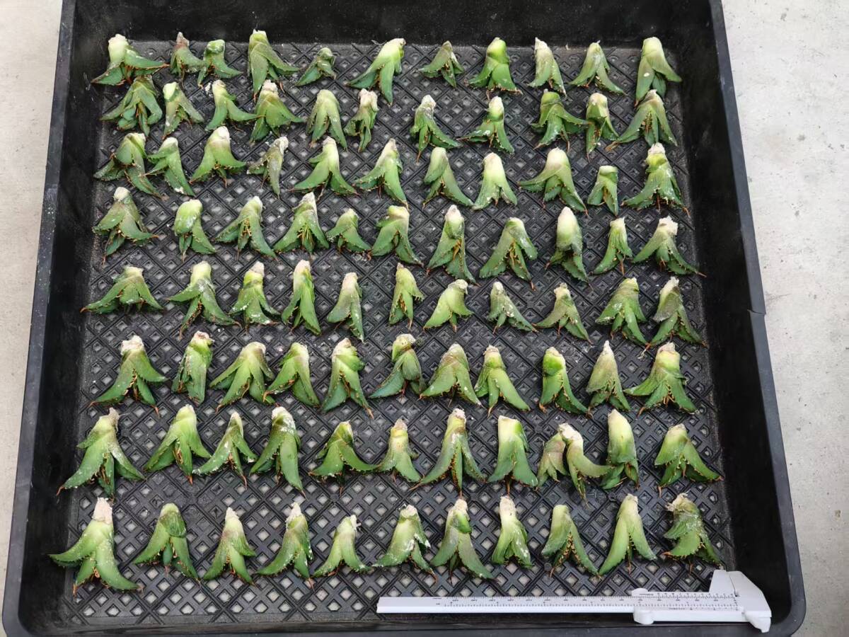 21希少種多肉植物アガベチタノタ麒麟 輸入株 85株 限定株 チタノタ 2026年最新Yahoo!オークション - ｜S72 子株 |本