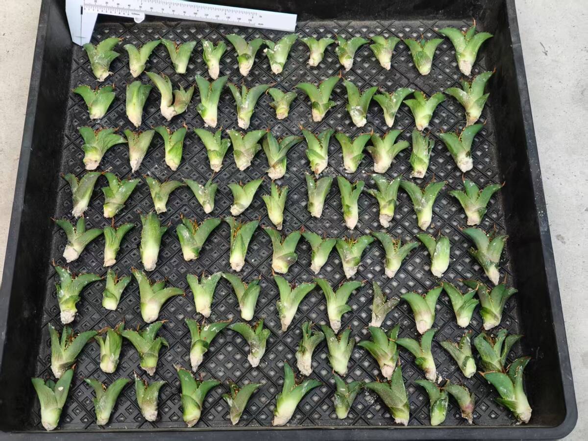 21希少種多肉植物アガベチタノタ麒麟 輸入株 85株 限定株 チタノタ 2026年最新Yahoo!オークション - ｜S72 子株 |本