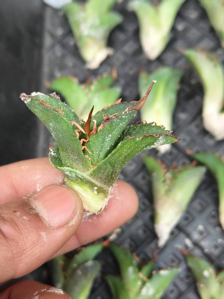 21希少種多肉植物アガベチタノタ麒麟 輸入株 85株 限定株 チタノタ 2026年最新Yahoo!オークション - ｜S72 子株 |本
