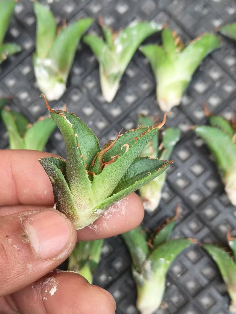 21希少種多肉植物アガベチタノタ麒麟 輸入株 85株 限定株 チタノタ 2026年最新Yahoo!オークション - ｜S72 子株 |本