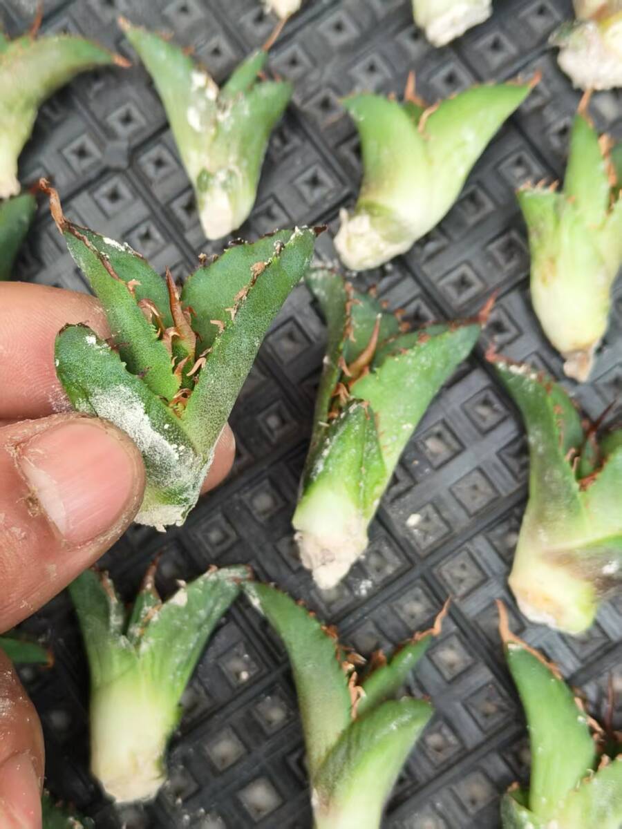 21希少種多肉植物アガベチタノタ麒麟 輸入株 85株 限定株 チタノタ 2026年最新Yahoo!オークション - ｜S72 子株 |本