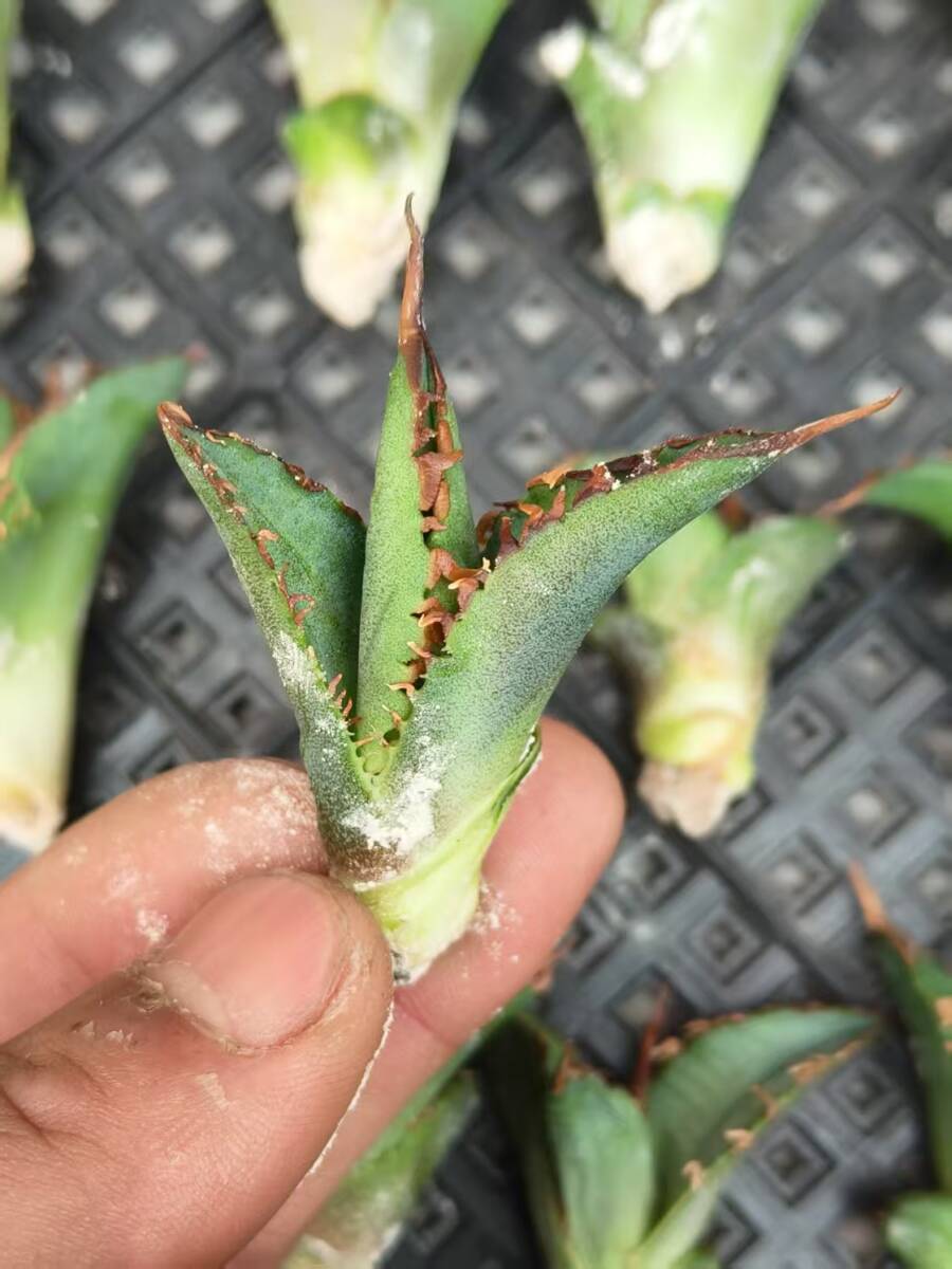 21希少種多肉植物アガベチタノタ麒麟 輸入株 85株 限定株 チタノタ 2026年最新Yahoo!オークション - ｜S72 子株 |本