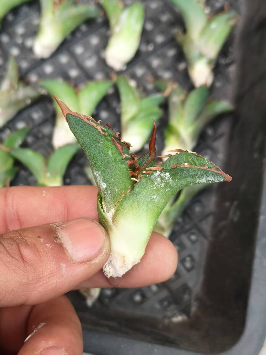 21希少種多肉植物アガベチタノタ麒麟 輸入株 85株 限定株 チタノタ 2026年最新Yahoo!オークション - ｜S72 子株 |本
