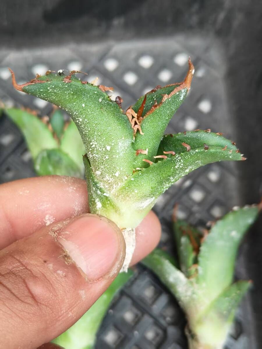 21希少種多肉植物アガベチタノタ麒麟 輸入株 85株 限定株 チタノタ 2026年最新Yahoo!オークション - ｜S72 子株 |本