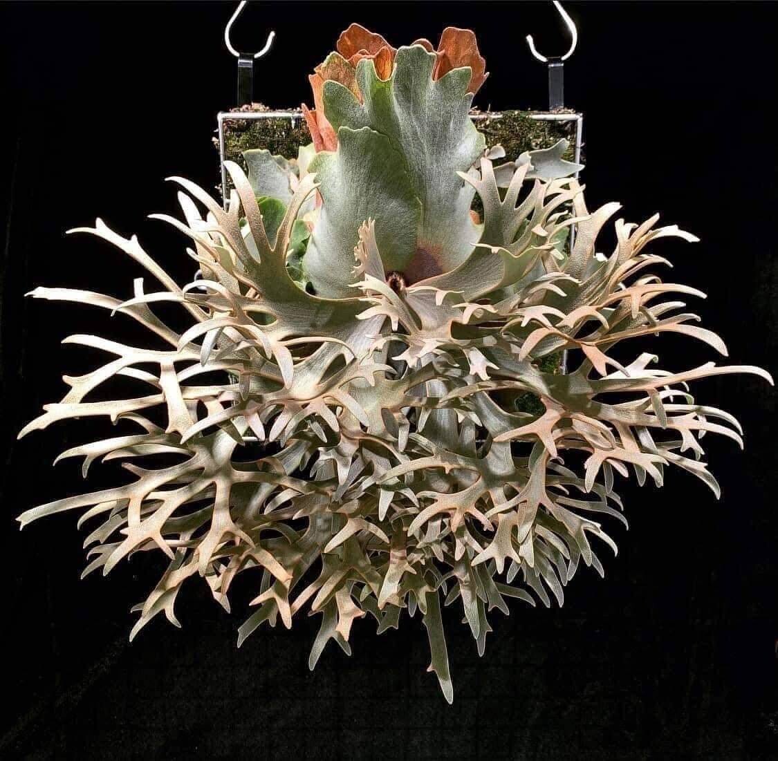 E23 :P.Willinckii OMG x P.Willinckii Cotton cloud mixSporeling