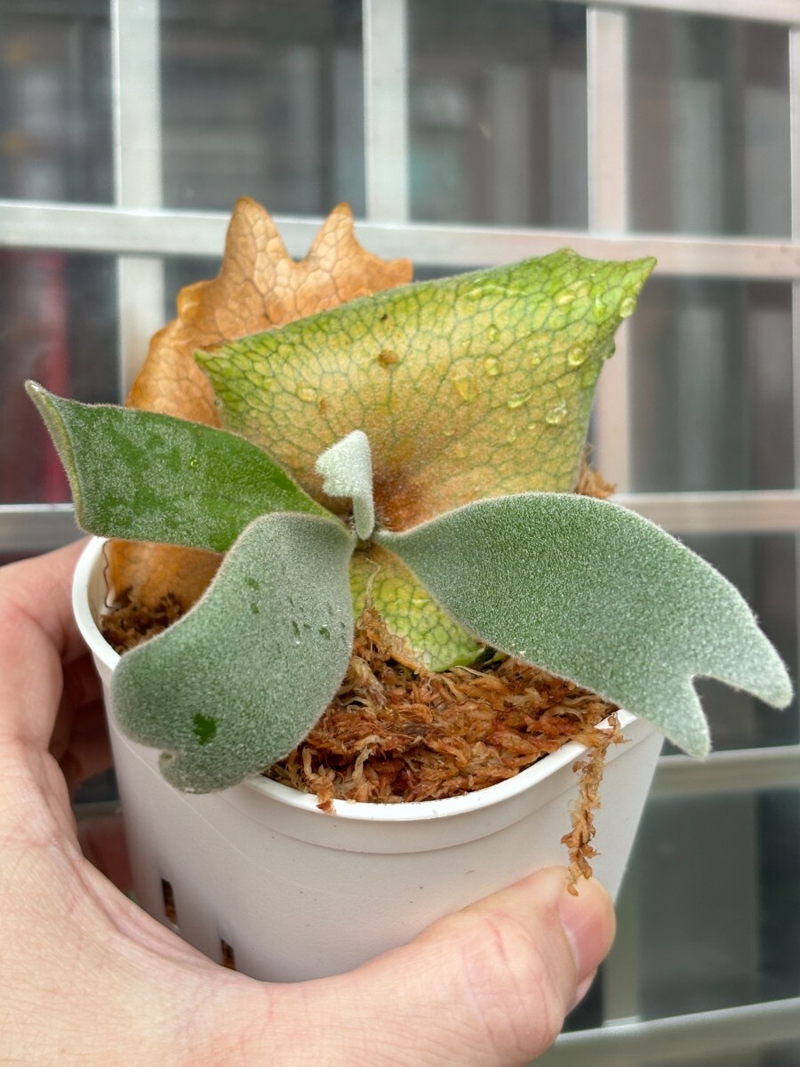 E23 :P.Willinckii OMG x P.Willinckii Cotton cloud mixSporeling