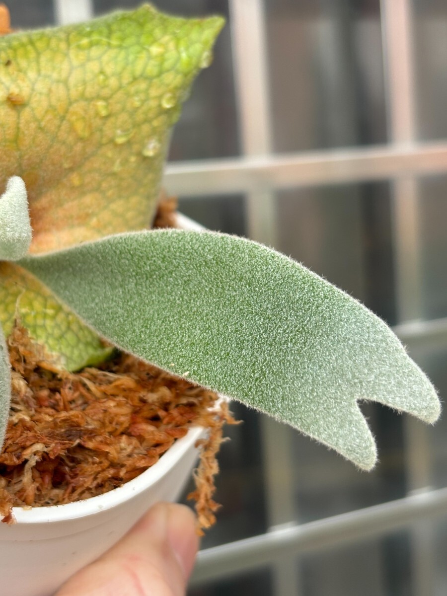 E23 :P.Willinckii OMG x P.Willinckii Cotton cloud mixSporeling