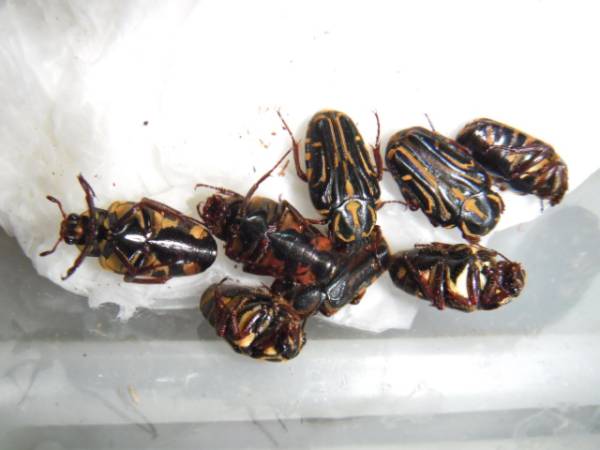 モナカエグリハナムグリ 初令 ２令幼虫 ５頭セット 虫類 売買されたオークション情報 Yahooの商品情報をアーカイブ公開 オークファン Aucfan Com