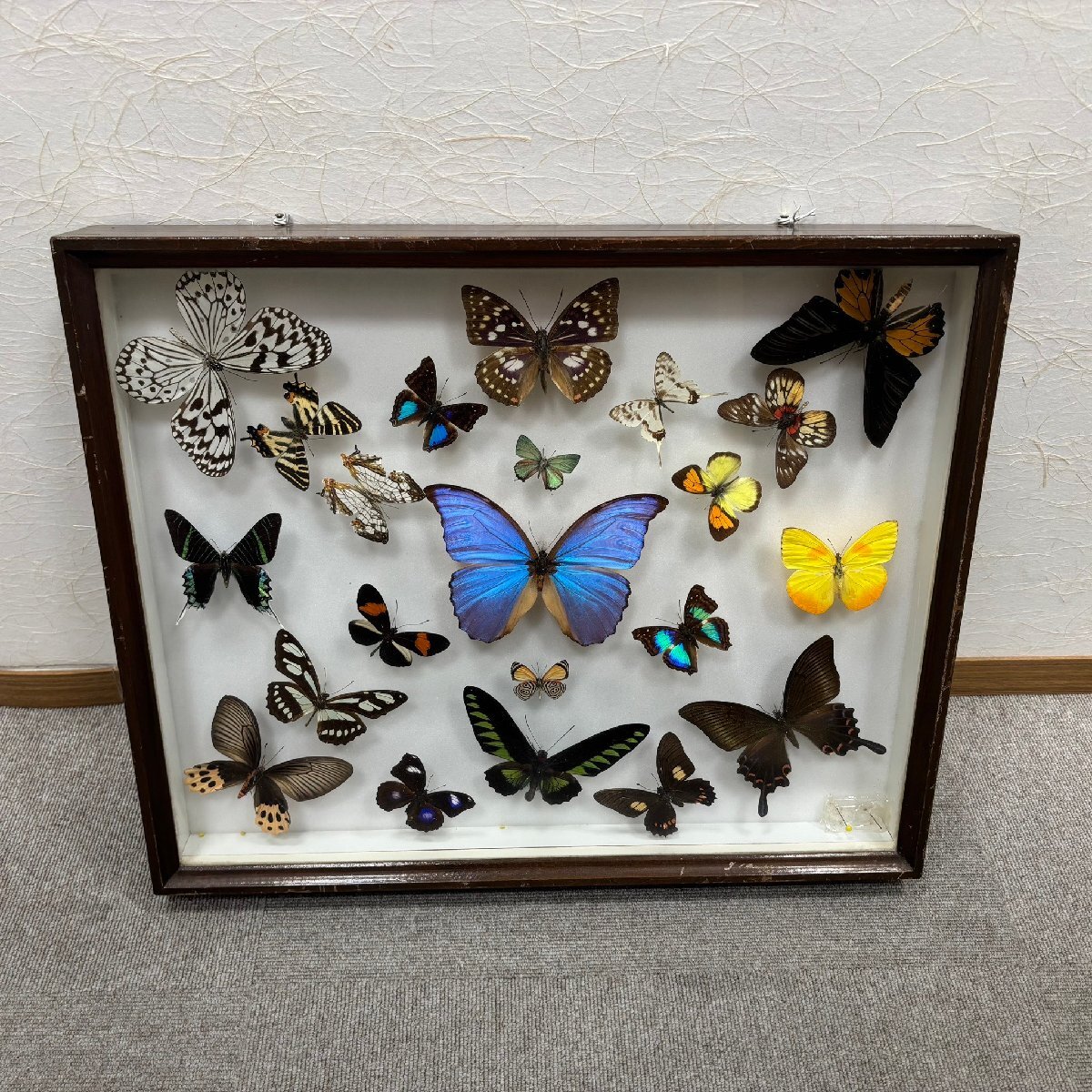 UD3359ST 標本箱 ドイツ箱 大箱 昆虫採集 蝶 チョウ ドイツ箱入り