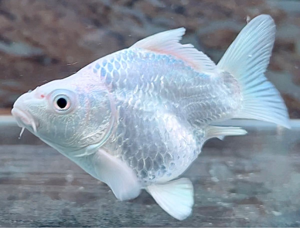 [達磨プラチナヒレナガ鯉・A+ランク] ウルトラ ショートボディー！ミニ サイズ！12センチ前後！_1