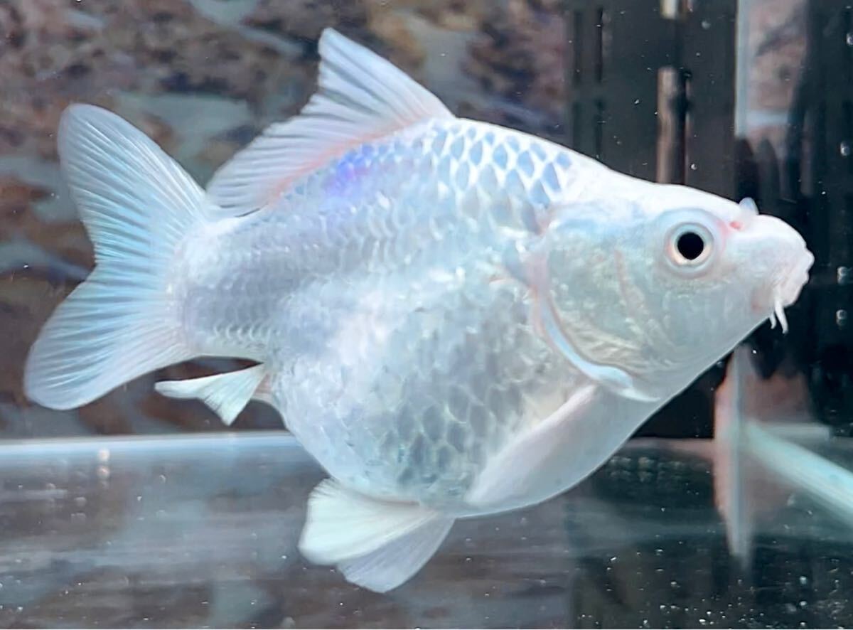 [達磨プラチナヒレナガ鯉・A+ランク] ウルトラ ショートボディー！ミニ サイズ！12センチ前後！_2