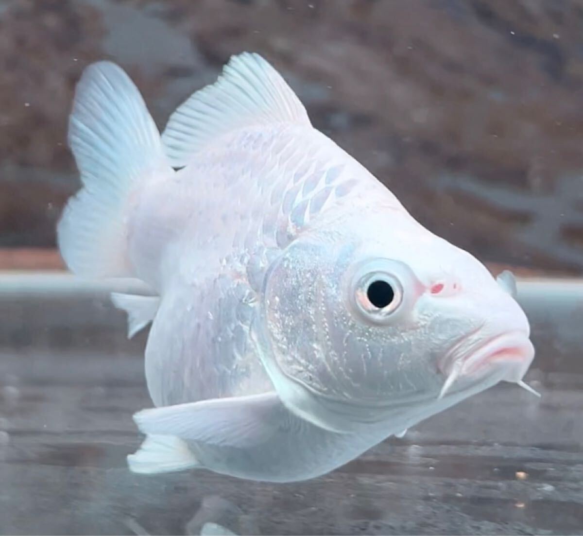 [達磨プラチナヒレナガ鯉・A+ランク] ウルトラ ショートボディー！ミニ サイズ！12センチ前後！_3