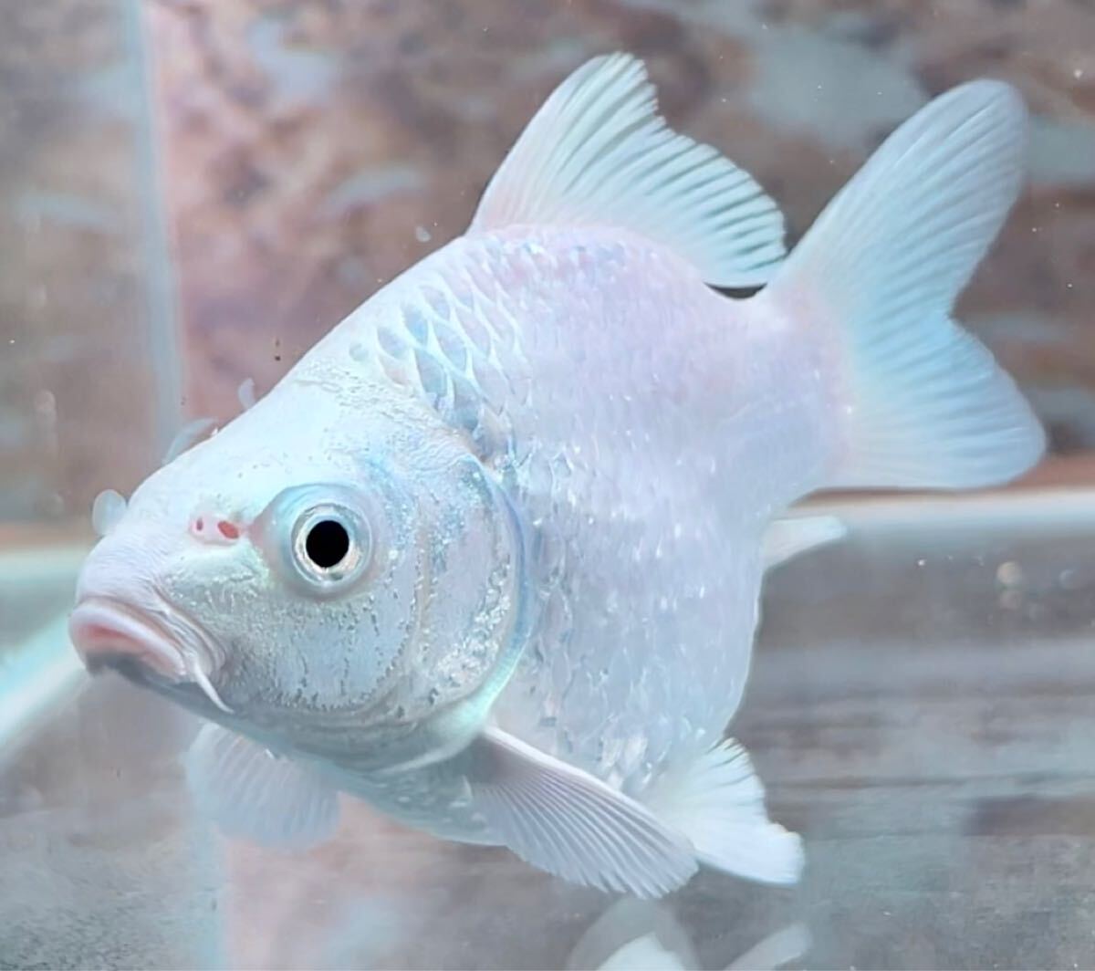 [達磨プラチナヒレナガ鯉・A+ランク] ウルトラ ショートボディー！ミニ サイズ！12センチ前後！_4