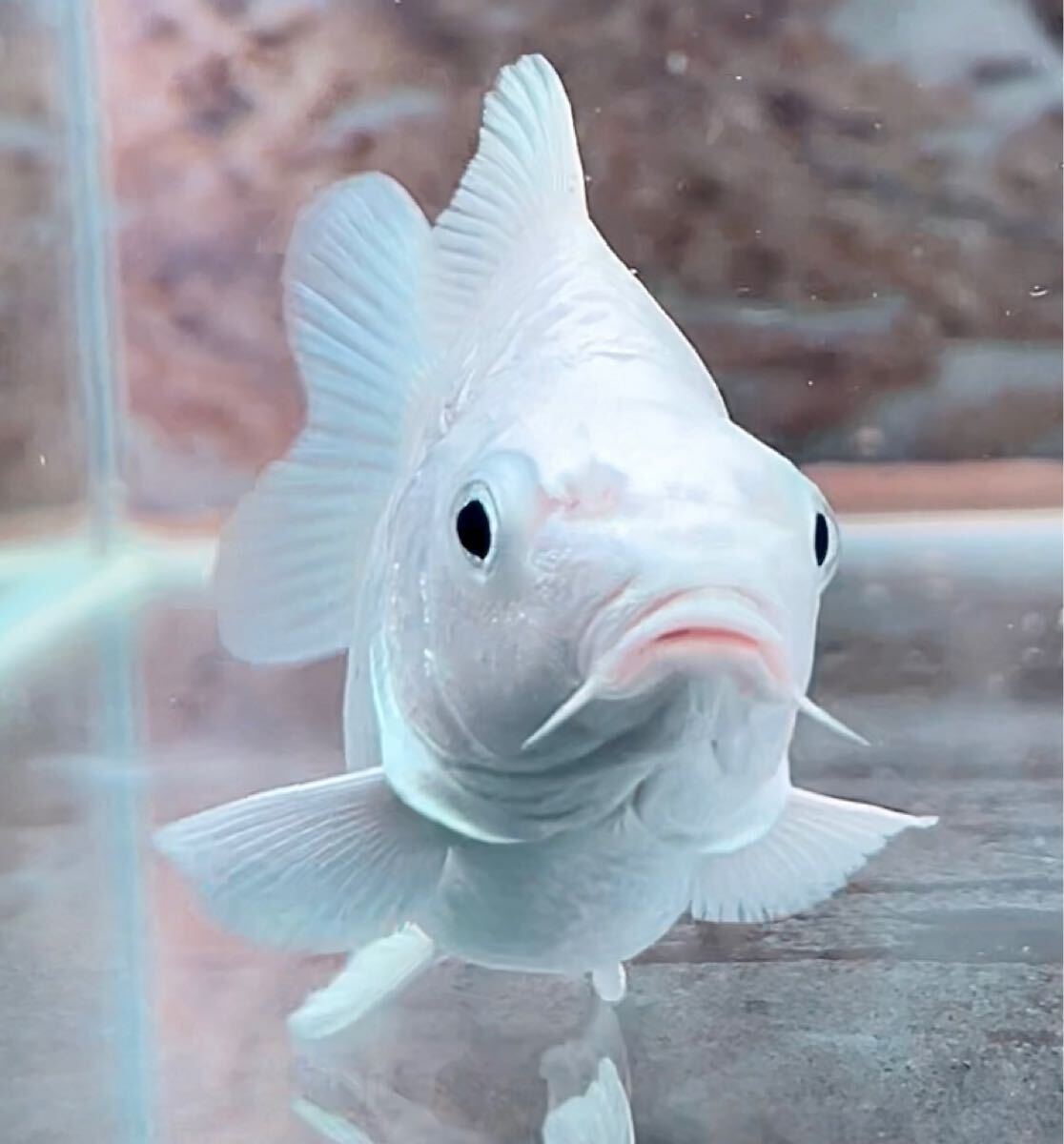 [達磨プラチナヒレナガ鯉・A+ランク] ウルトラ ショートボディー！ミニ サイズ！12センチ前後！_5