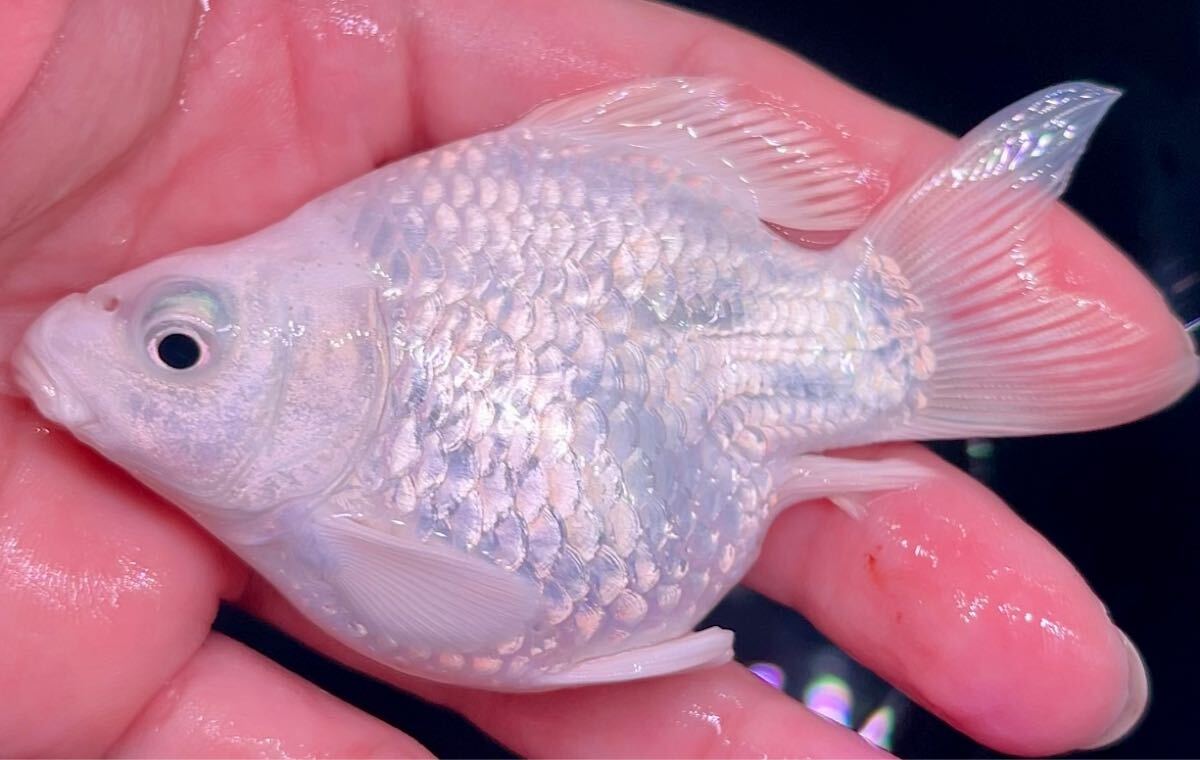 [達磨プラチナヒレナガ鯉・A+ランク] ウルトラ ショートボディー！ミニ サイズ！12センチ前後！_6