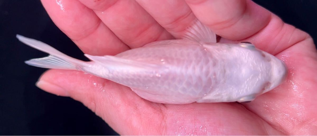 [達磨プラチナヒレナガ鯉・A+ランク] ウルトラ ショートボディー！ミニ サイズ！12センチ前後！_7