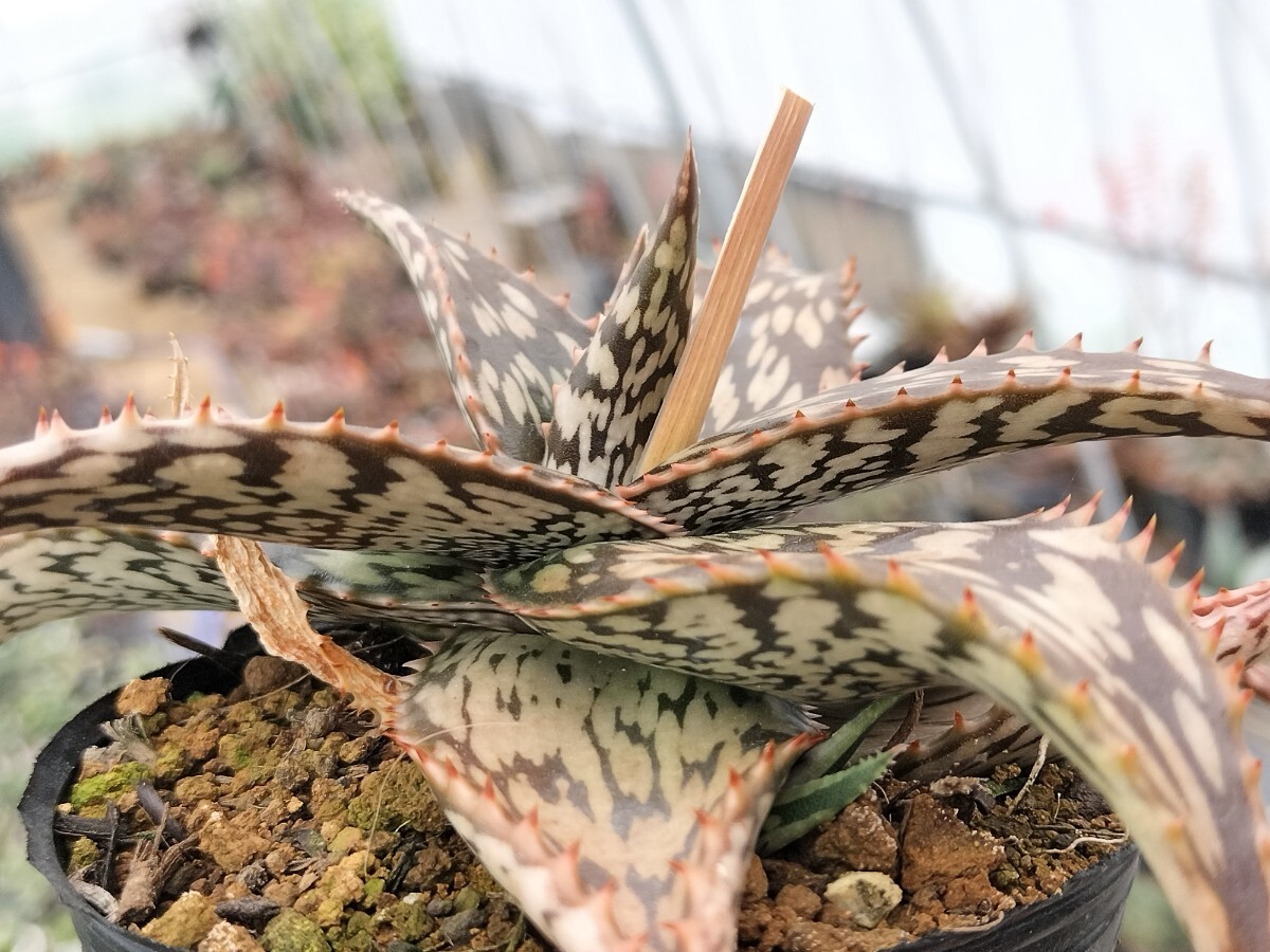 鬼鮫 キズあり 多肉植物 アロエ 発根済み ロウルサンコ アロエ 観葉