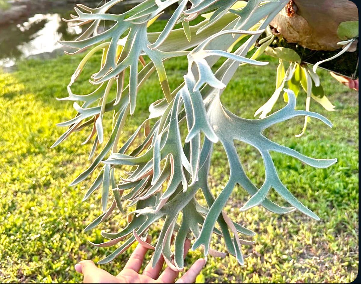 Y'sPlants】初出) P.willinckii Anapat #1 Sporelings from 晴花鹿苑