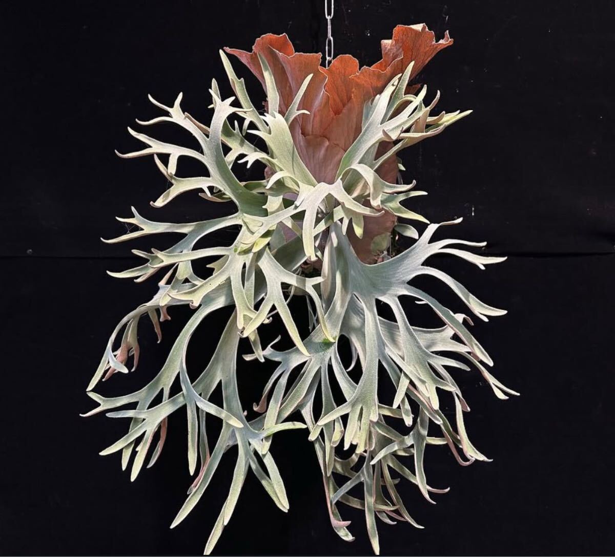 Y'sPlants】初出) P.willinckii Anapat #1 Sporelings from 晴花鹿苑