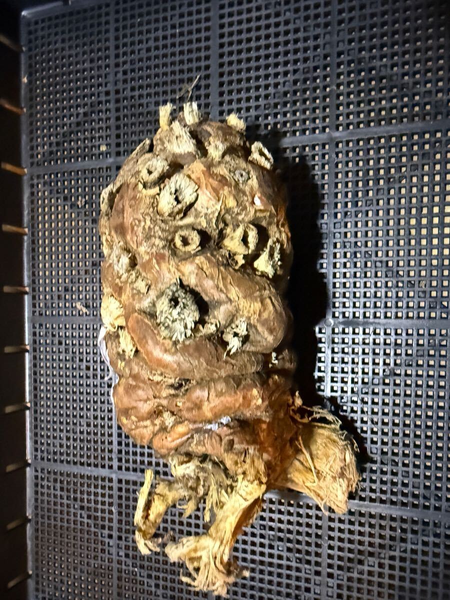 ③6/3到着 ユーフォルビア ムランジーナEuphorbia mlanjeana 塊根植物 多肉植物_1