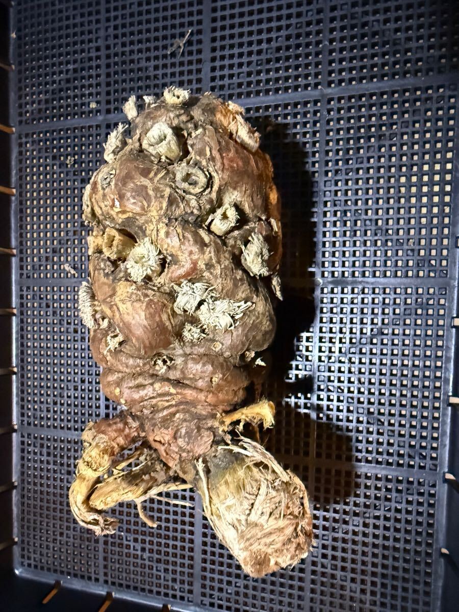 ③6/3到着 ユーフォルビア ムランジーナEuphorbia mlanjeana 塊根植物 多肉植物_2