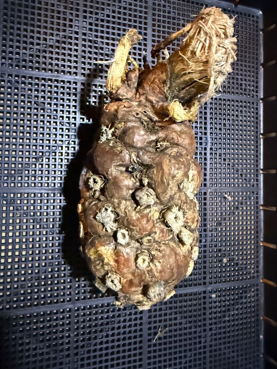 ③6/3到着 ユーフォルビア ムランジーナEuphorbia mlanjeana 塊根植物 多肉植物_3