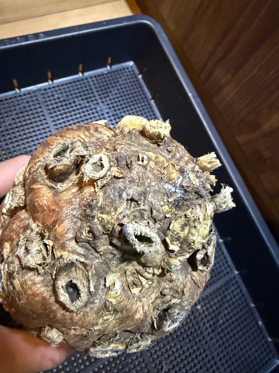 ③6/3到着 ユーフォルビア ムランジーナEuphorbia mlanjeana 塊根植物 多肉植物_4