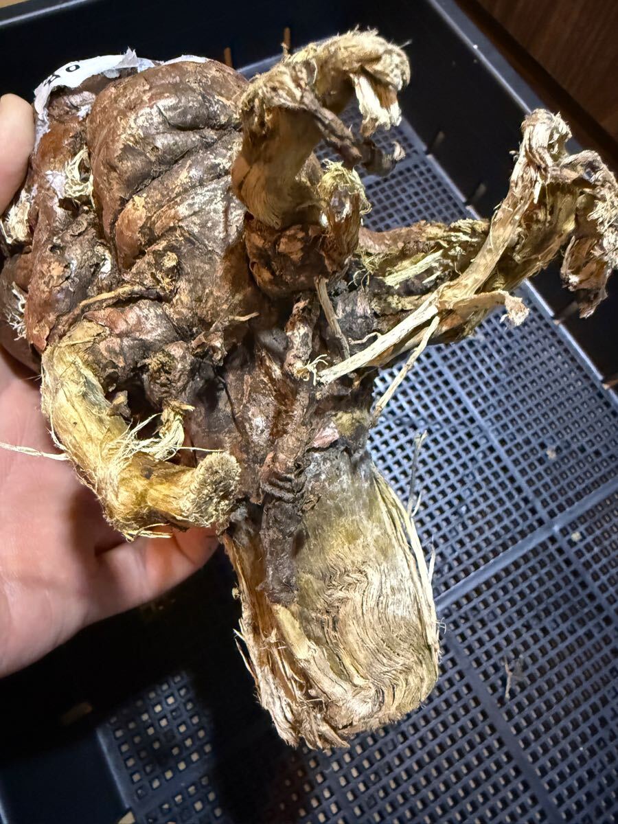 ③6/3到着 ユーフォルビア ムランジーナEuphorbia mlanjeana 塊根植物 多肉植物_5