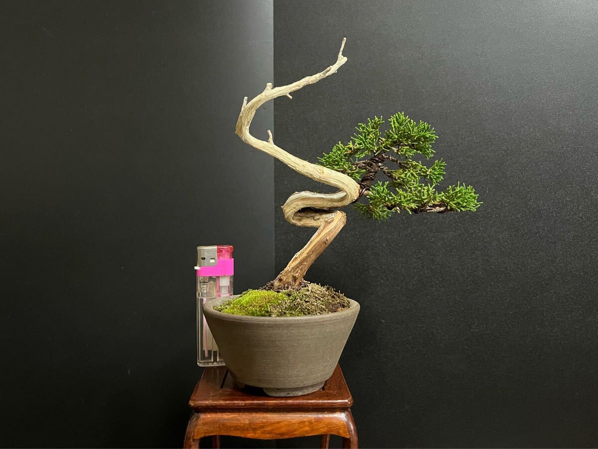 真柏盆栽　糸魚川真柏　板シャリ幹　樹高天ジン含まず12.5cm 小品盆栽　ミニ盆栽_1