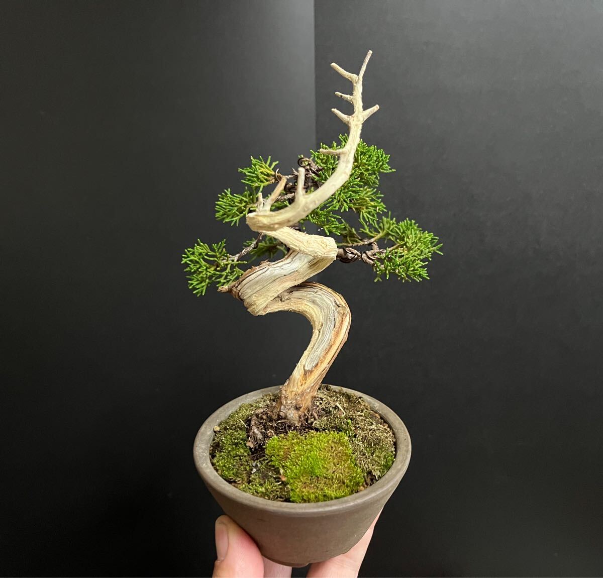 真柏盆栽　糸魚川真柏　板シャリ幹　樹高天ジン含まず12.5cm 小品盆栽　ミニ盆栽_10