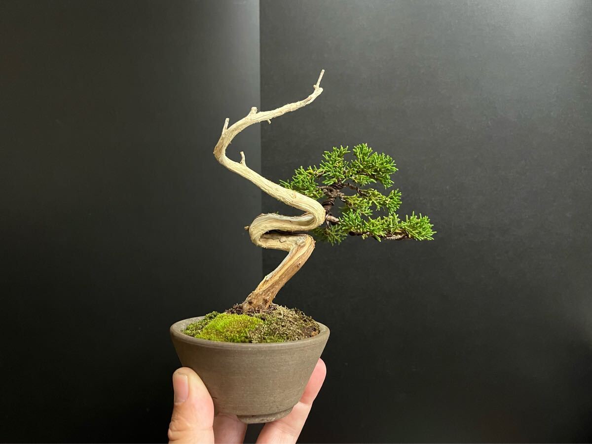 真柏盆栽　糸魚川真柏　板シャリ幹　樹高天ジン含まず12.5cm 小品盆栽　ミニ盆栽_2