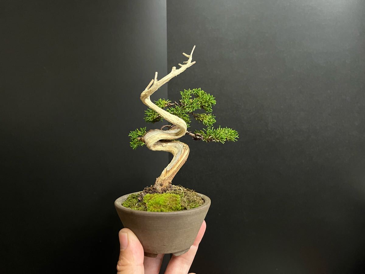 真柏盆栽　糸魚川真柏　板シャリ幹　樹高天ジン含まず12.5cm 小品盆栽　ミニ盆栽_3