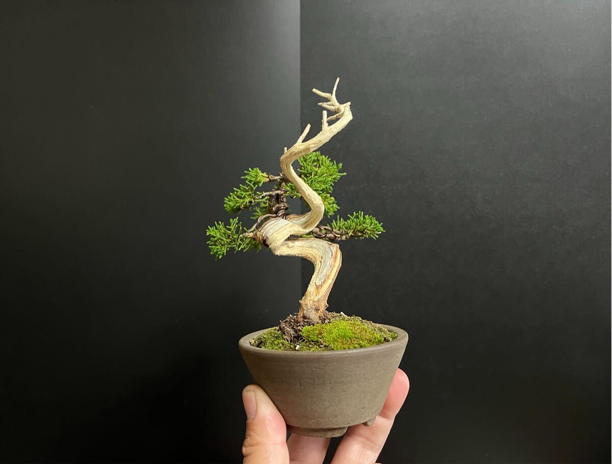 真柏盆栽　糸魚川真柏　板シャリ幹　樹高天ジン含まず12.5cm 小品盆栽　ミニ盆栽_4