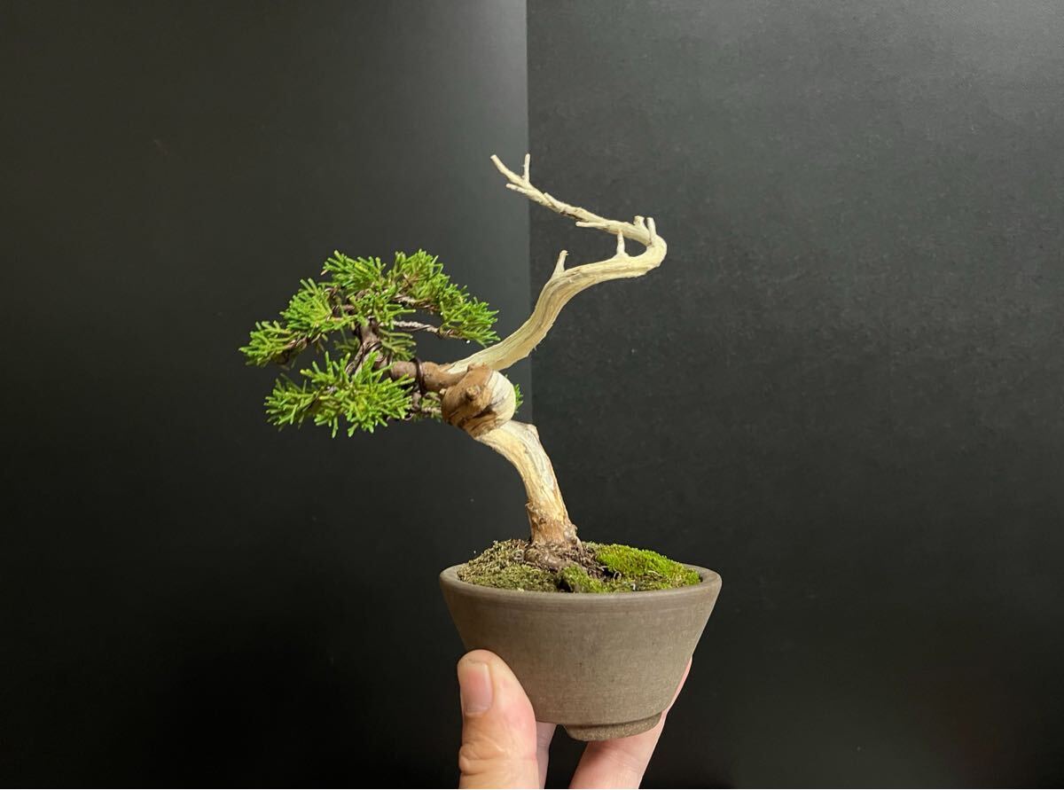 真柏盆栽　糸魚川真柏　板シャリ幹　樹高天ジン含まず12.5cm 小品盆栽　ミニ盆栽_5