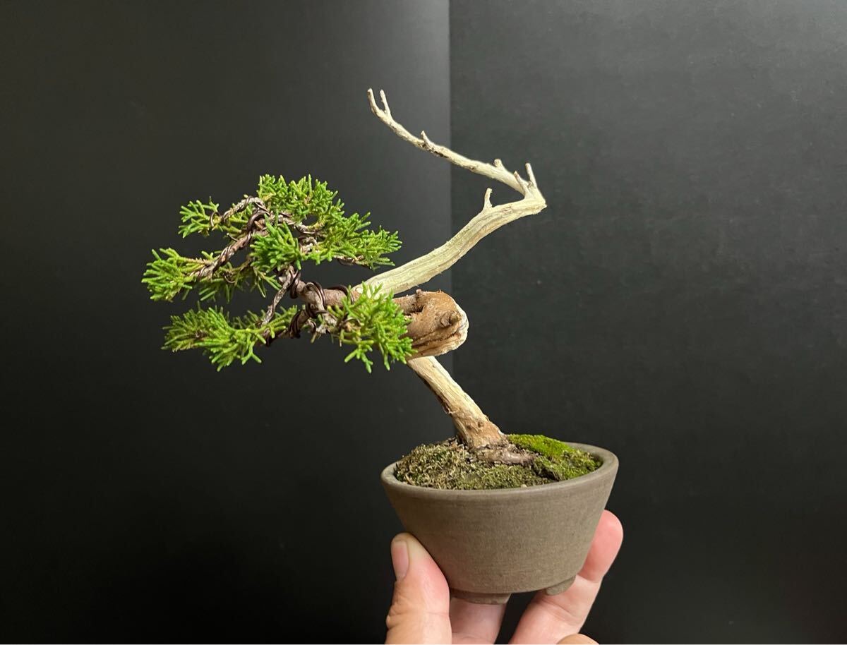 真柏盆栽　糸魚川真柏　板シャリ幹　樹高天ジン含まず12.5cm 小品盆栽　ミニ盆栽_6