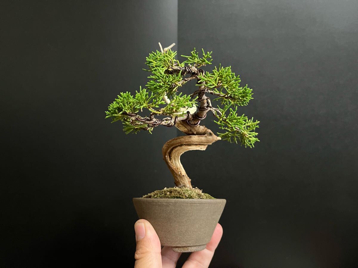 真柏盆栽　糸魚川真柏　板シャリ幹　樹高天ジン含まず12.5cm 小品盆栽　ミニ盆栽_7