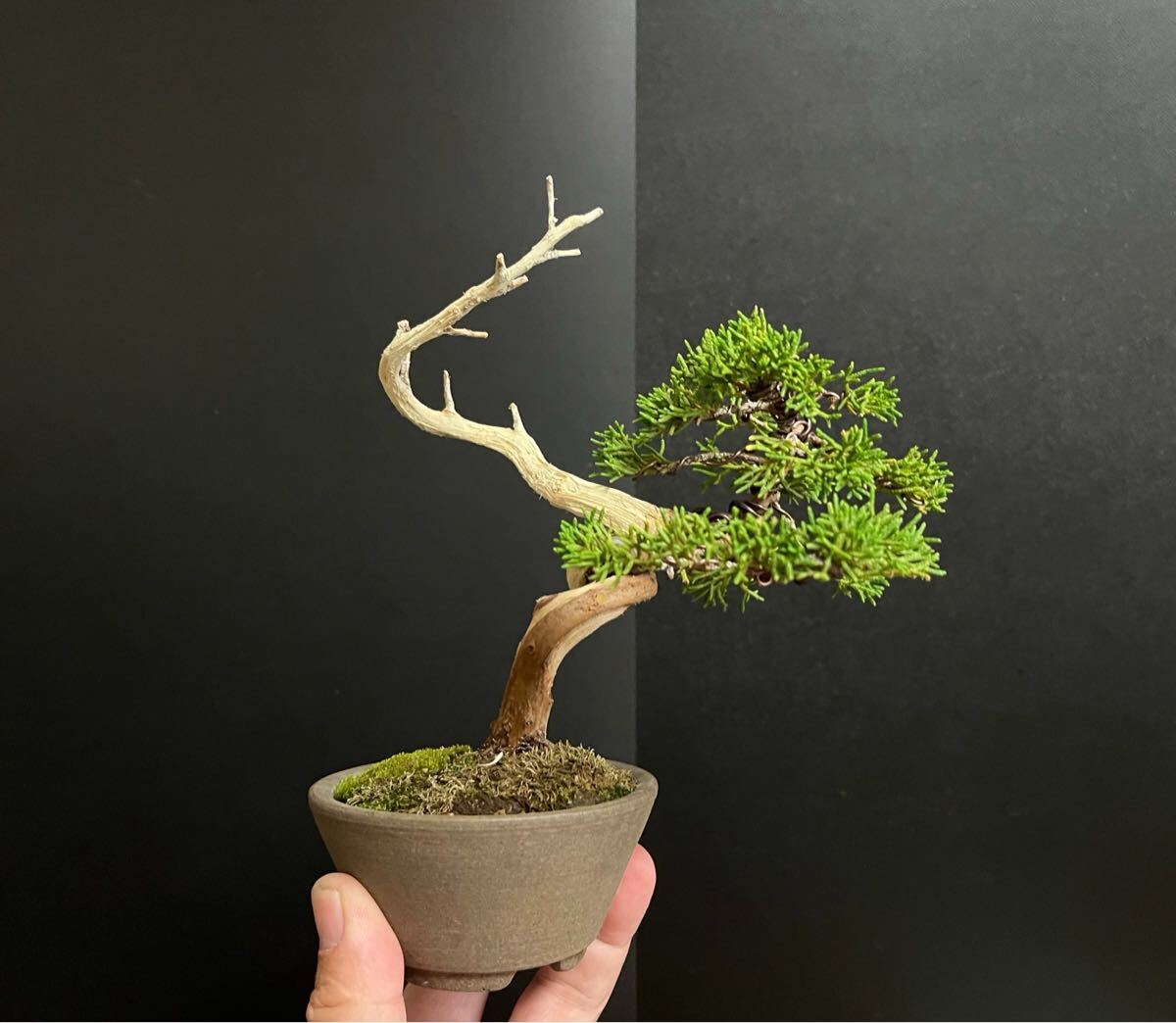 真柏盆栽　糸魚川真柏　板シャリ幹　樹高天ジン含まず12.5cm 小品盆栽　ミニ盆栽_8