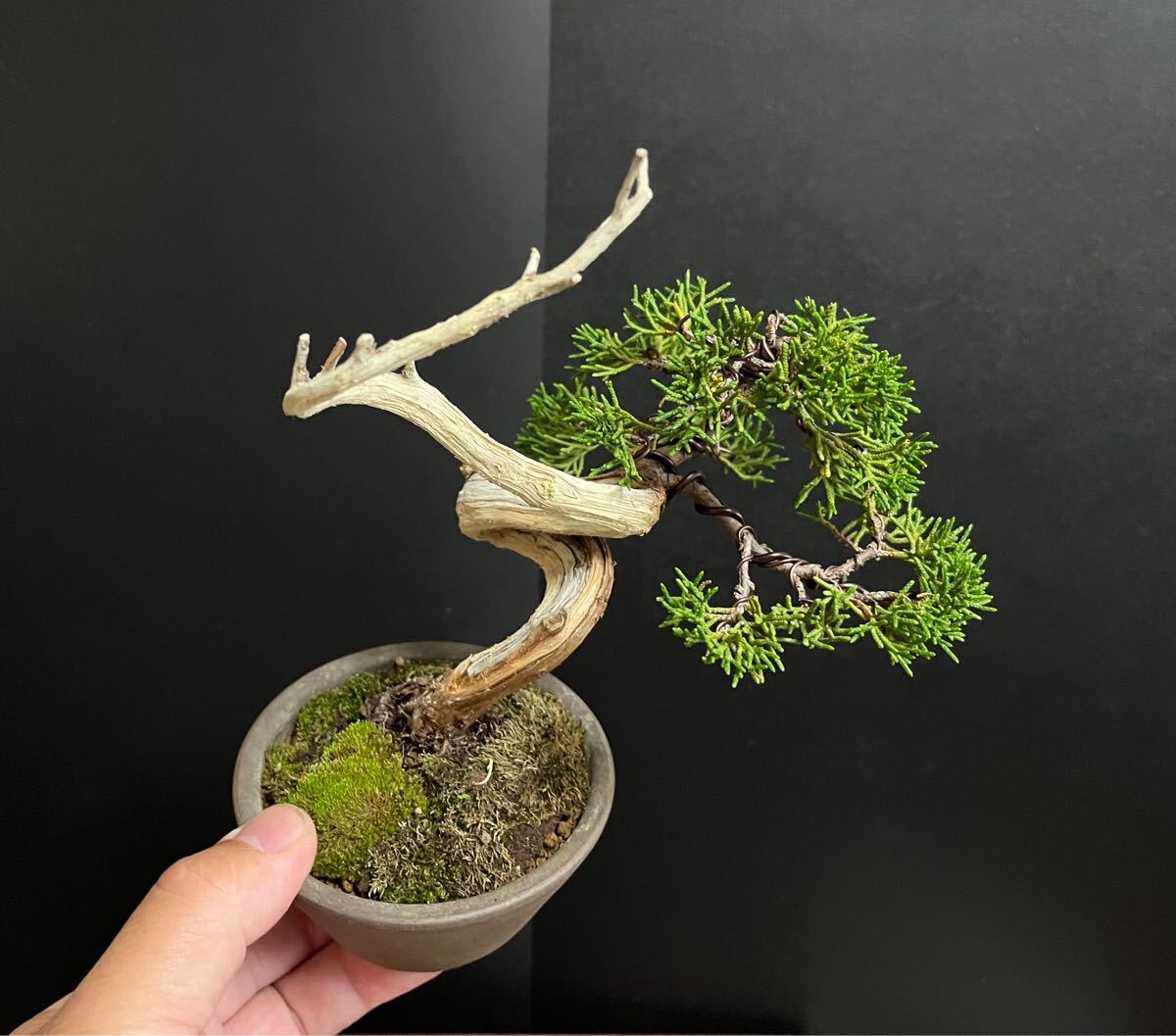 真柏盆栽　糸魚川真柏　板シャリ幹　樹高天ジン含まず12.5cm 小品盆栽　ミニ盆栽_9