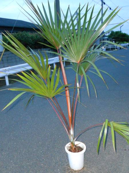希少品です ラタニアヤシ レッド 高さ180センチ(ヤシ)｜売買された