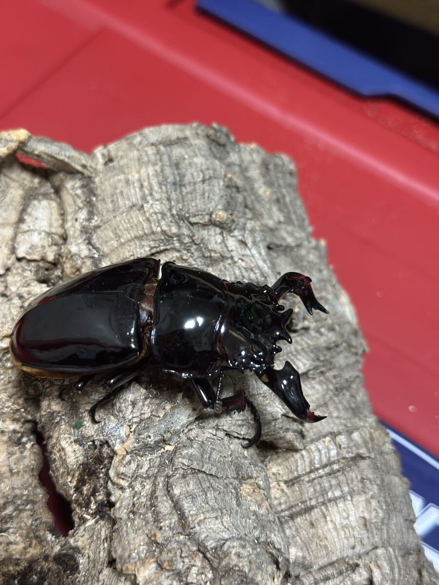 タランドゥス　ペア　プラス♀1 No.1_2