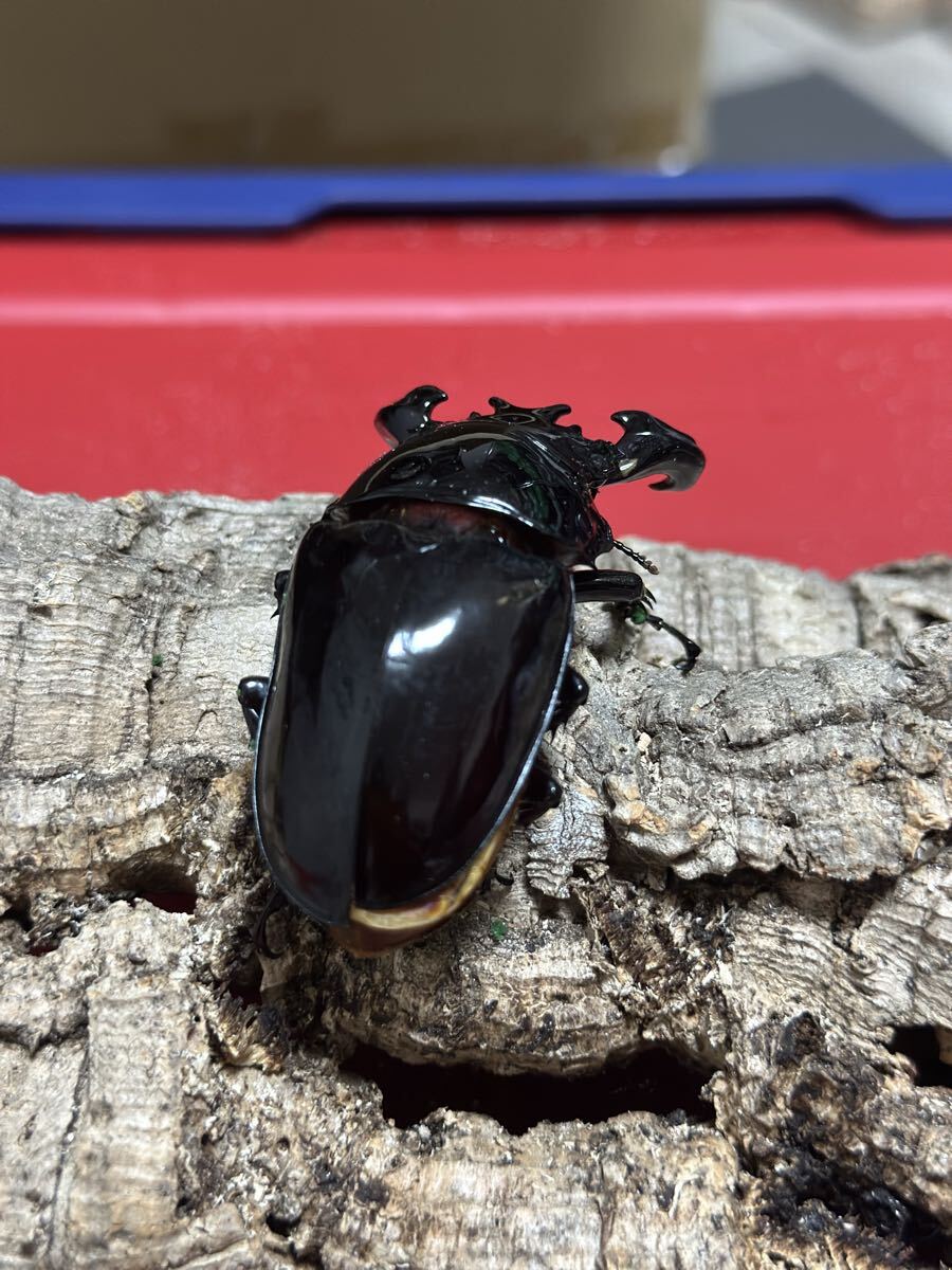 タランドゥス　ペア　プラス♀1 No.1_3